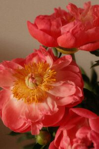 PMDS und Trauma